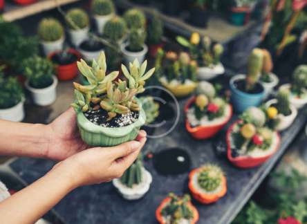 Miniature stands and trays for outdoor plants